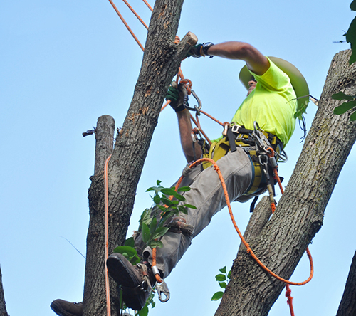 a Bedford guy trimming a tall tree Bedford-stump-grinding-tree-trim